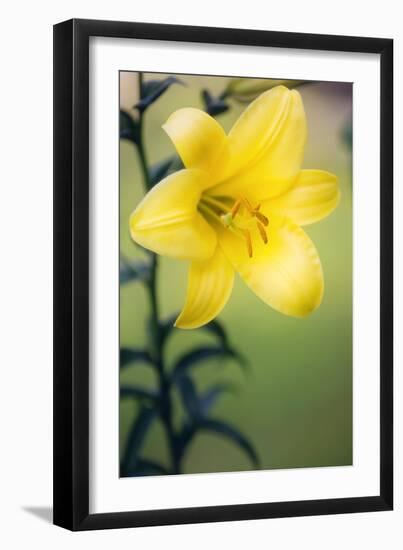 Orienpet Lily (Lilium Sp.)-Maria Mosolova-Framed Photographic Print