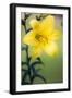 Orienpet Lily (Lilium Sp.)-Maria Mosolova-Framed Photographic Print