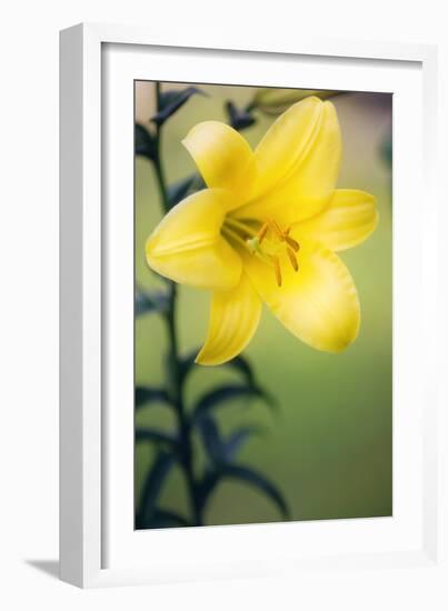 Orienpet Lily (Lilium Sp.)-Maria Mosolova-Framed Photographic Print