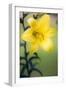 Orienpet Lily (Lilium Sp.)-Maria Mosolova-Framed Photographic Print