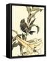 Oriental Bird on Branch II-Vision Studio-Framed Stretched Canvas