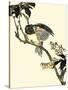 Oriental Bird on Branch V-Vision Studio-Stretched Canvas