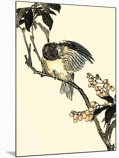 Oriental Bird on Branch V-Vision Studio-Mounted Art Print