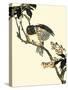 Oriental Bird on Branch V-Vision Studio-Stretched Canvas