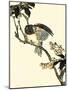 Oriental Bird on Branch V-Vision Studio-Mounted Art Print