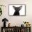 Oriental Cat-Fabio Petroni-Framed Stretched Canvas displayed on a wall