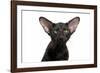 Oriental Cat-Fabio Petroni-Framed Photographic Print