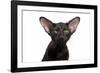 Oriental Cat-Fabio Petroni-Framed Photographic Print