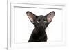 Oriental Cat-Fabio Petroni-Framed Photographic Print