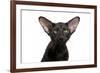 Oriental Cat-Fabio Petroni-Framed Photographic Print