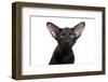 Oriental Cat-Fabio Petroni-Framed Photographic Print