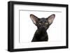 Oriental Cat-Fabio Petroni-Framed Photographic Print