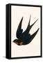 Oriental Chimney Swallow-English-Framed Stretched Canvas