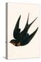 Oriental Chimney Swallow-English-Stretched Canvas