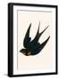 Oriental Chimney Swallow-English-Framed Giclee Print