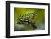 Oriental Fire-Belled Toad on Glass to Show Belly Color, North Carolina, USA-null-Framed Photographic Print