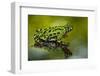 Oriental Fire-Belled Toad on Glass to Show Belly Color, North Carolina, USA-null-Framed Photographic Print
