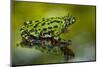 Oriental Fire-Belled Toad on Glass to Show Belly Color, North Carolina, USA-null-Mounted Photographic Print