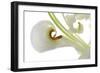 Oriental Lily _13571-Gordon Semmens-Framed Photographic Print