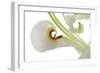 Oriental Lily _13571-Gordon Semmens-Framed Photographic Print