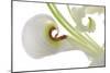 Oriental Lily _13571-Gordon Semmens-Mounted Photographic Print