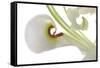 Oriental Lily _13571-Gordon Semmens-Framed Stretched Canvas