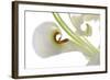 Oriental Lily _13571-Gordon Semmens-Framed Photographic Print