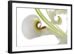 Oriental Lily _13571-Gordon Semmens-Framed Photographic Print