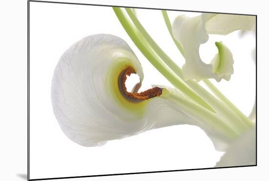 Oriental Lily _13571-Gordon Semmens-Mounted Photographic Print