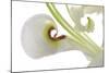 Oriental Lily _13571-Gordon Semmens-Mounted Photographic Print