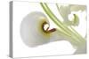 Oriental Lily _13571-Gordon Semmens-Stretched Canvas