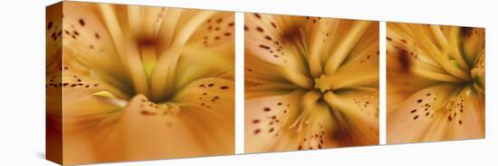 Oriental Lily Triptych-Anna Miller-Stretched Canvas