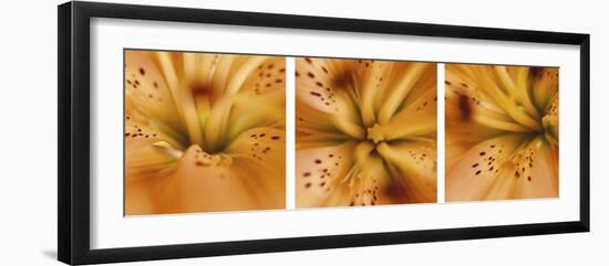 Oriental Lily Triptych-Anna Miller-Framed Photographic Print
