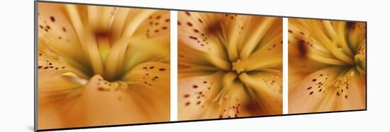 Oriental Lily Triptych-Anna Miller-Mounted Photographic Print
