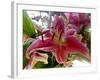 Oriental Lily-Ruth Palmer-Framed Art Print