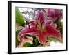 Oriental Lily-Ruth Palmer-Framed Art Print