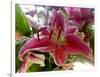 Oriental Lily-Ruth Palmer-Framed Art Print