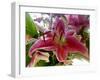 Oriental Lily-Ruth Palmer-Framed Art Print