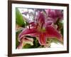 Oriental Lily-Ruth Palmer-Framed Art Print