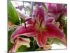 Oriental Lily-Ruth Palmer-Mounted Art Print