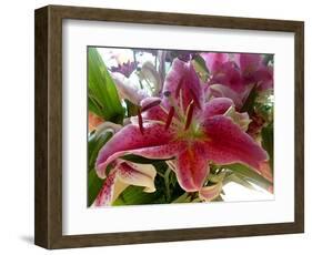 Oriental Lily-Ruth Palmer-Framed Art Print