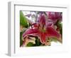 Oriental Lily-Ruth Palmer-Framed Art Print