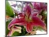 Oriental Lily-Ruth Palmer-Mounted Art Print