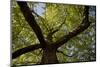 Oriental Plane (Platanus Orientalis) Metsovo Town, Valia Calda, Pindos Np, Pindos Mountains, Greece-Radisics-Mounted Photographic Print