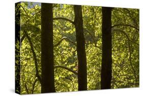 Oriental Plane Tree (Platanus Orientalis) Trunks, Meteora, Greece, October 2008-Radisics-Stretched Canvas