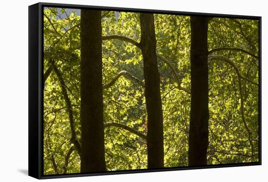 Oriental Plane Tree (Platanus Orientalis) Trunks, Meteora, Greece, October 2008-Radisics-Framed Stretched Canvas