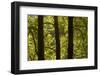 Oriental Plane Tree (Platanus Orientalis) Trunks, Meteora, Greece, October 2008-Radisics-Framed Photographic Print