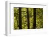 Oriental Plane Tree (Platanus Orientalis) Trunks, Meteora, Greece, October 2008-Radisics-Framed Photographic Print