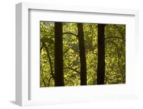 Oriental Plane Tree (Platanus Orientalis) Trunks, Meteora, Greece, October 2008-Radisics-Framed Photographic Print