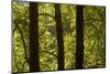 Oriental Plane Tree (Platanus Orientalis) Trunks, Meteora, Greece, October 2008-Radisics-Mounted Photographic Print